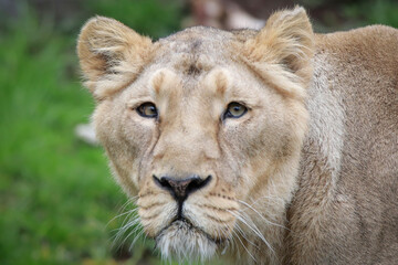 The Lioness: Queen of the Savannah.