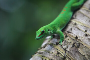 green lizard on a tree