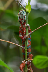 lizard on a branch