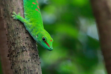 green lizard on a branch