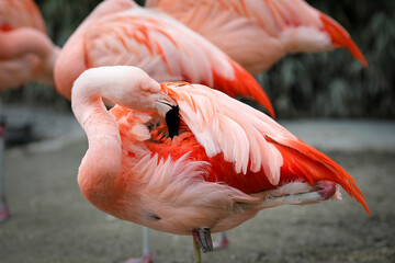 pink flamingo bird