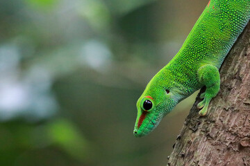 green lizard on a branch