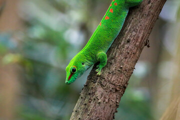 green chameleon on a branch