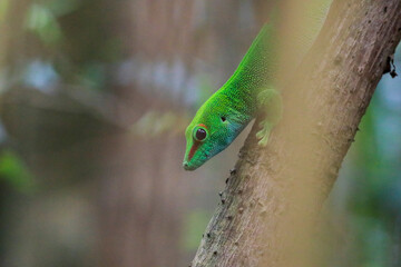 green lizard on a branch