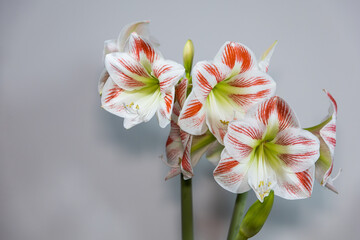 Obraz premium Amaryllis variety Caramba. Amaryllis flowers. Hippeastrum. Flower of Holland. Hippeastrum grade Caramba. Amaryllidaceae. Dutch flowers.