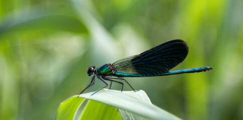 dragonfly on a green leaf