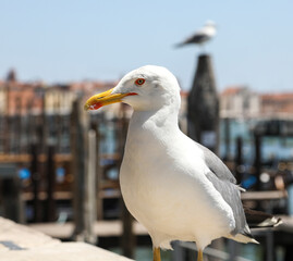 seagull on the pier
