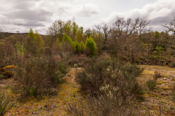 Schöne Heidelandschaft auf dem Pilgerweg Via de la Plata, Camino Sanabrés in Galicien bei A Gudiña kurz nach dem Pass von A Canda.