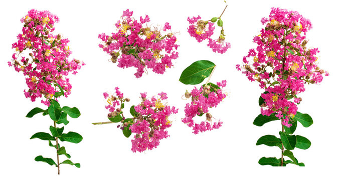 Set of tropical Crape Myrtle flowers on white transparent png background