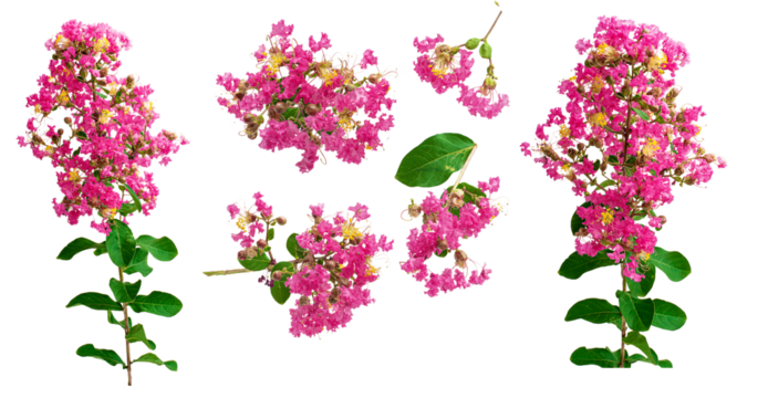 Set of tropical Crape Myrtle flowers on white transparent png background