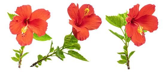Set Tropical Red Hibiscus Flowers