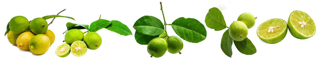 Set of Lemons with green leaves hang on tree branch isolated on white background.