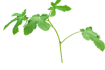 leaves on white transparent png background