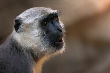 Close-up of a gray langur monkey with a blurred background in a natural habitat.