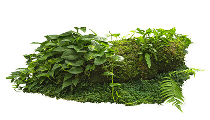 Tropical plant fern moss bush tree jungle stone rock isolated on white background with clipping...