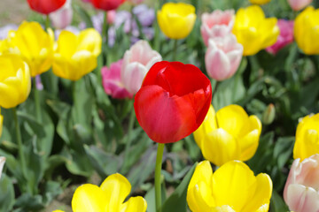 Beautiful tulip flower garden. The Expo 70 Commemorative Park, Osaka, Japan