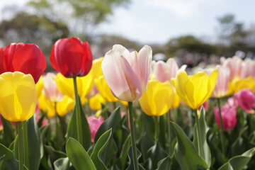 Beautiful tulip flower garden. The Expo 70 Commemorative Park, Osaka, Japan