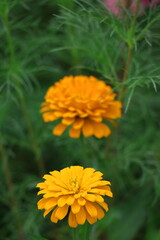 ガーデニングの定番の花