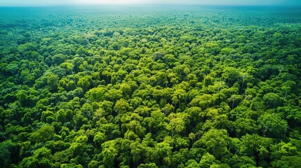 A high-resolution aerial image of a vast green canopy of an old-growth forest, the dense treetops forming a continuous sea of green, illustrating a thriving rainforest environment.