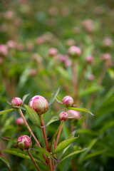 Buds of peonies. Pink flowers in the garden. A field of peonies. Many flower buds on the field
