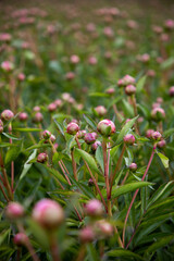 Obraz premium Buds of peonies. Pink flowers in the garden. A field of peonies. Many flower buds on the field
