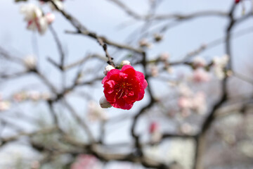 Branches of sakura flowers, cherry blossom