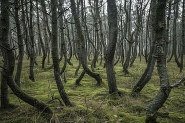 The enigmatic and moody twisted forest with mossy ground and mysterious tree trunks in a haunting and spooky environment
