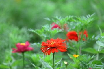 ガーデニングの定番の花