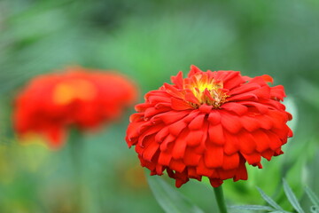 ガーデニングの定番の花