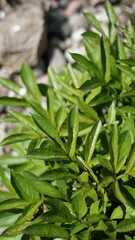 Young peony plany growing in sunny spring time