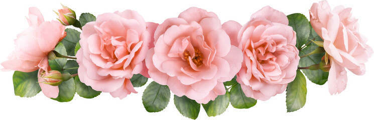Pink roses isolated on a transparent background. Png file.  Floral arrangement, bouquet of garden flowers. Can be used for invitations, greeting, wedding card.
