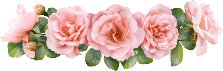Pink roses isolated on a transparent background. Png file.  Floral arrangement, bouquet of garden flowers. Can be used for invitations, greeting, wedding card.