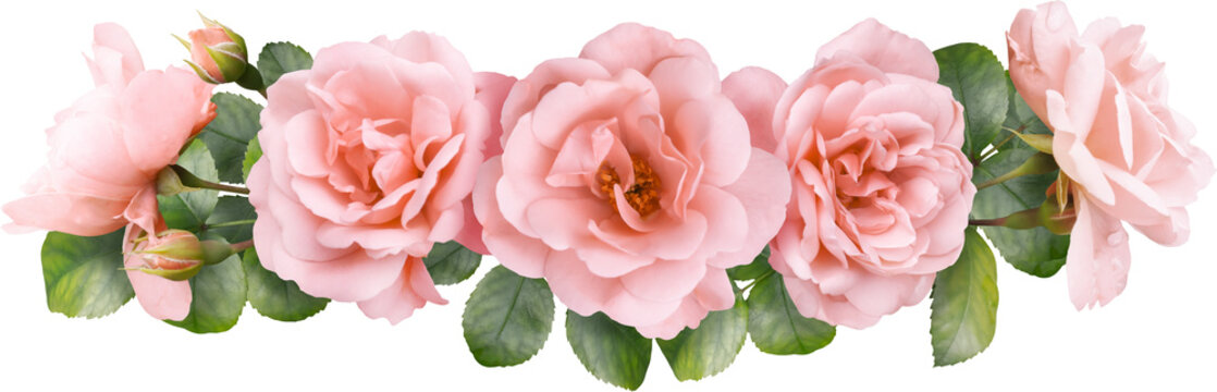 Pink roses isolated on a transparent background. Png file.  Floral arrangement, bouquet of garden flowers. Can be used for invitations, greeting, wedding card.