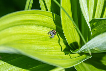 gray spider on green foliage close-up on a sunny summer day in Altai