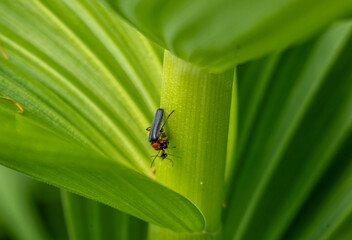 insect on green foliage close-up on a sunny summer day in Altai