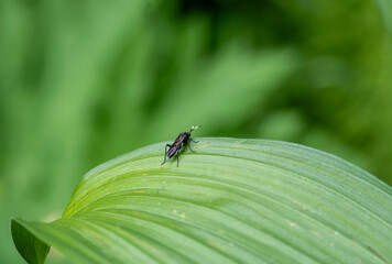 insect on green foliage close-up on a sunny summer day in Altai