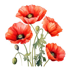 Obraz premium Poppy flower