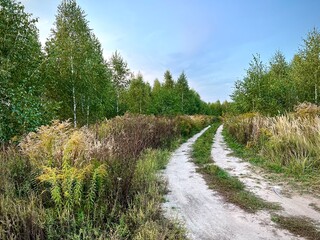 Красивая природа, тропа на закате солнца 