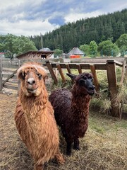 sheep on a farm