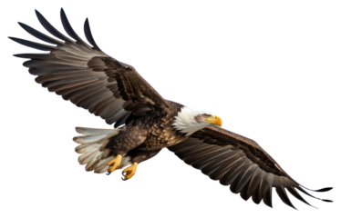 PNG Bald eagle animal flying bird.
