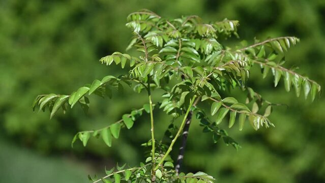 Curry leaf plant (Karivepa) new shoots in a pot during spring.   Curry leaf plant leaves are extensively used in Indian recipes. 