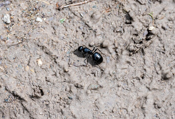 big black ant on the ground close up