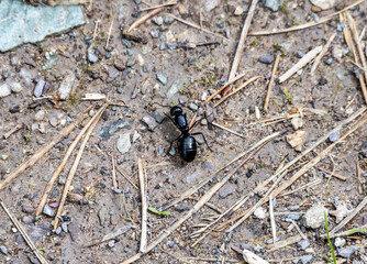 big black ant on the ground close up