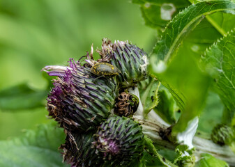 insect on green foliage close-up on a sunny summer day in Altai