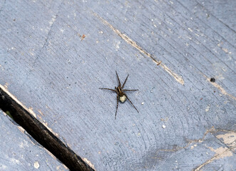 gray spider on green foliage close-up on a sunny summer day in Altai
