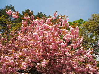 美しい八重桜の花