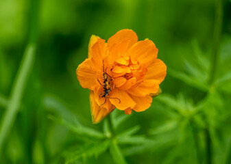 an insect collects sweet nectar on a yellow flower in Altai