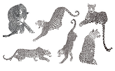 Leopard Clipart. Set of Illustrations. © Julia