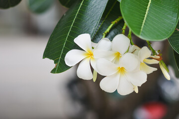 Frangipani flowers blooming in the garden