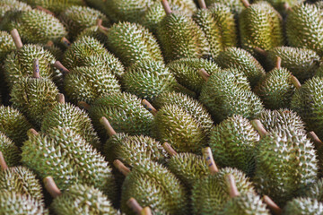 Durian fruit for sale to buyers in the Thai fruit market Durian is known as the fruit king of Thailand.